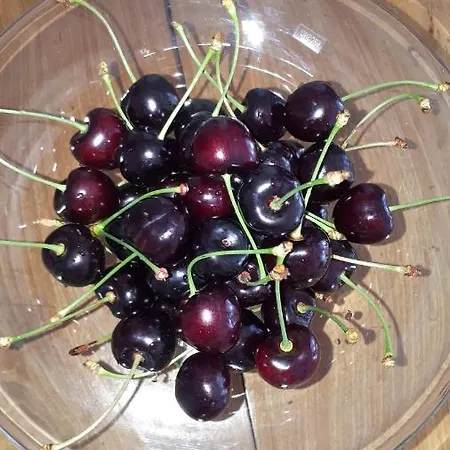 Frühstückspension Het Zwanennest 3*