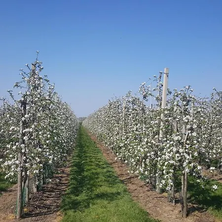 Het Zwanennest Frühstückspension