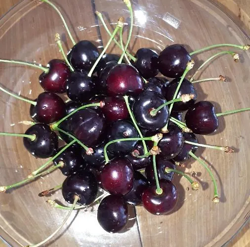 לינה וארוחת בוקר Het Zwanennest 3*